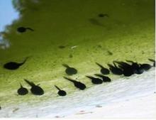 林蛙雪蛤有啥区别,东北雪蛤真实图片