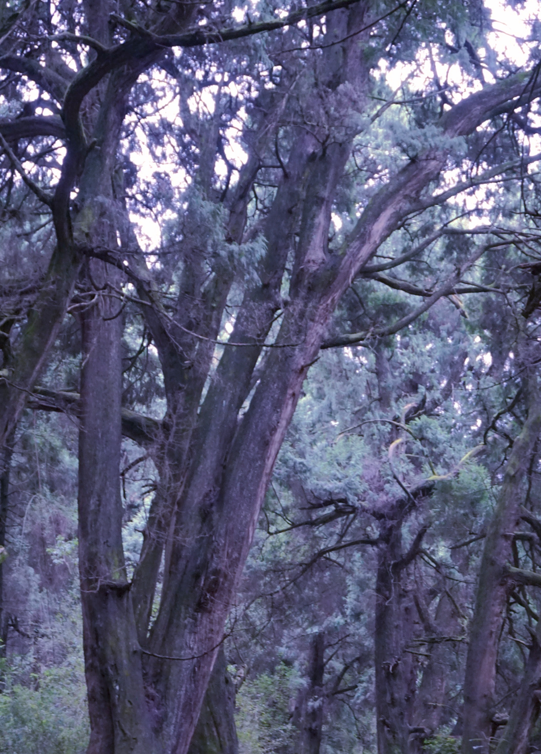 徒步峨眉山清音阁一线天风景,成都周边最美山峰徒步