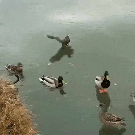 搞笑段子,搞笑动图gif微信表情包2019