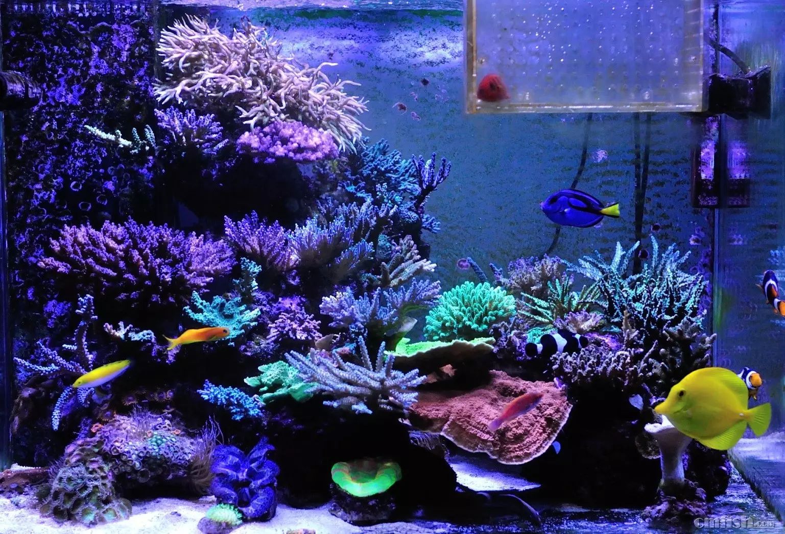 kelo海水灯,kelo灯测评