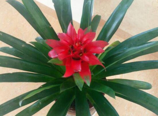 鸿运当头怎么种植才能高产,鸿运当头种子怎么种