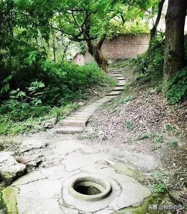 恰逢仲冬季节，追寻自贡唯美黄金叶