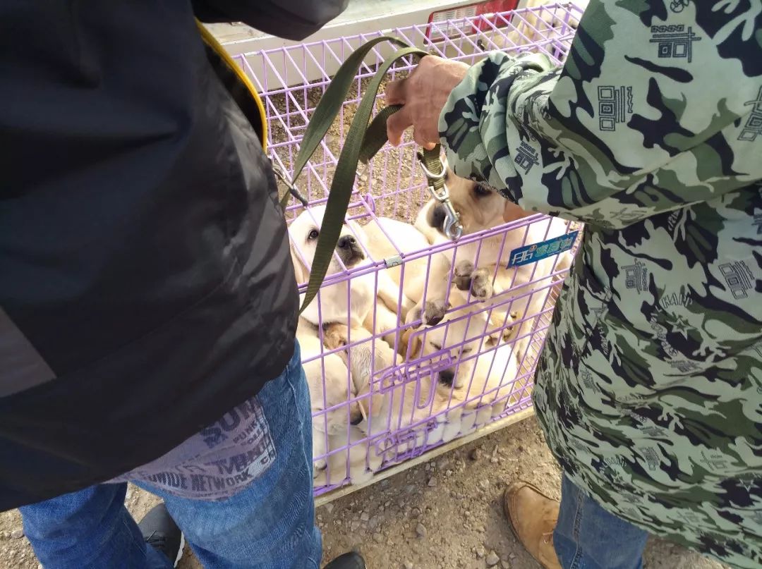 拉布拉多幼犬200元出售同城,出售拉布拉多幼犬50元一只