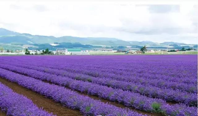 日本白川乡旅游攻略,上海去日本旅游最好的攻略