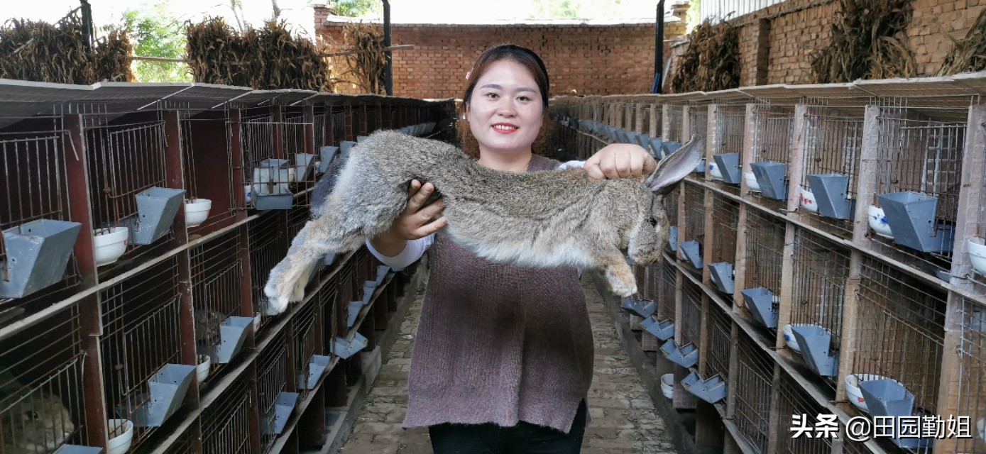 养兔兔需要给他吃什么,勤姐养兔视频全集