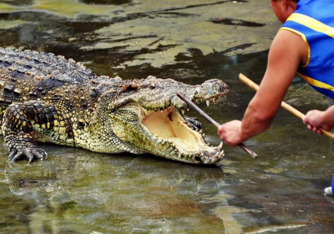 鳄类养殖技术,鳄龟养殖注意事项视频大全