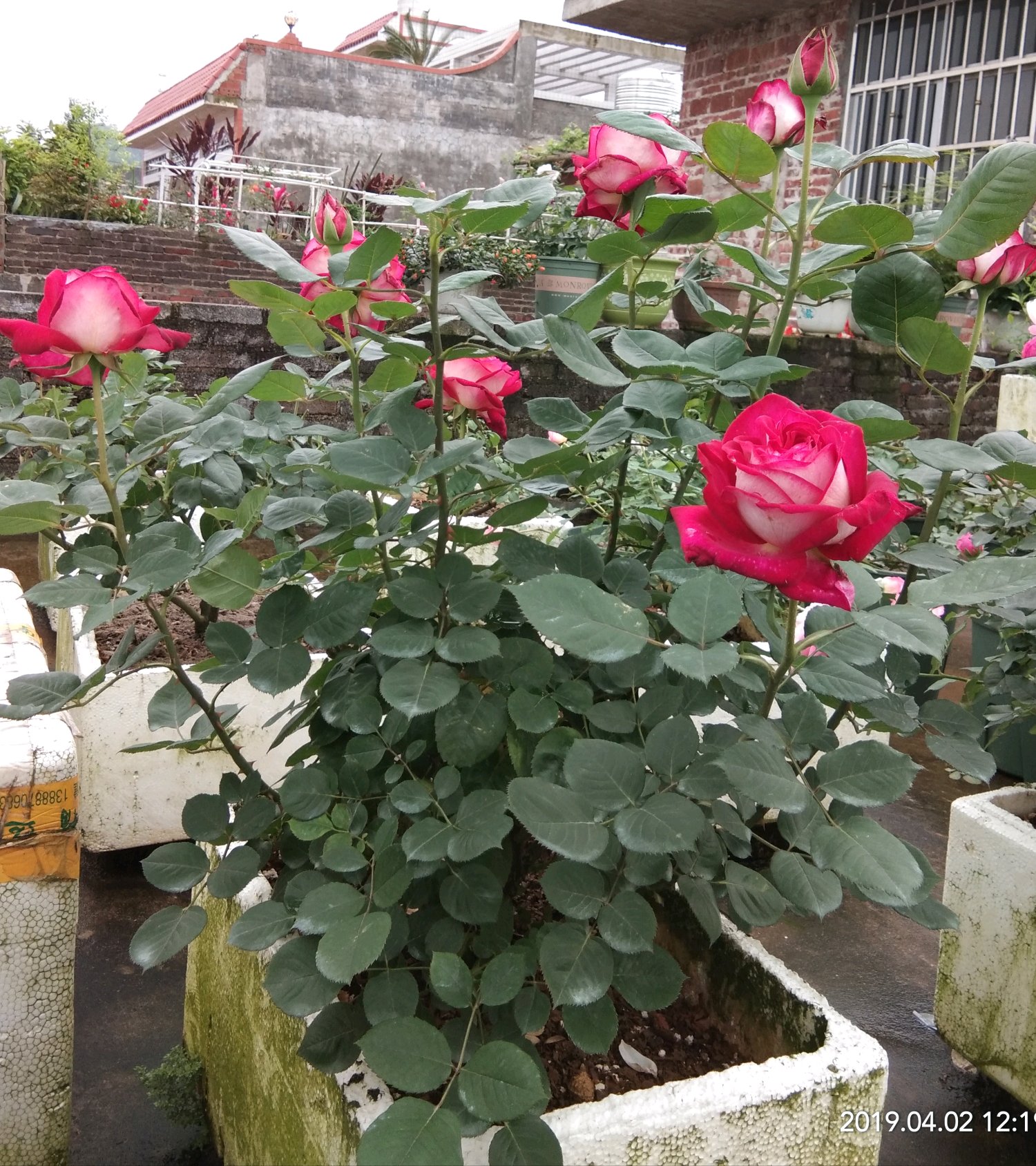 哪些盆栽月季花很香,推荐一款又香又好看的月季花