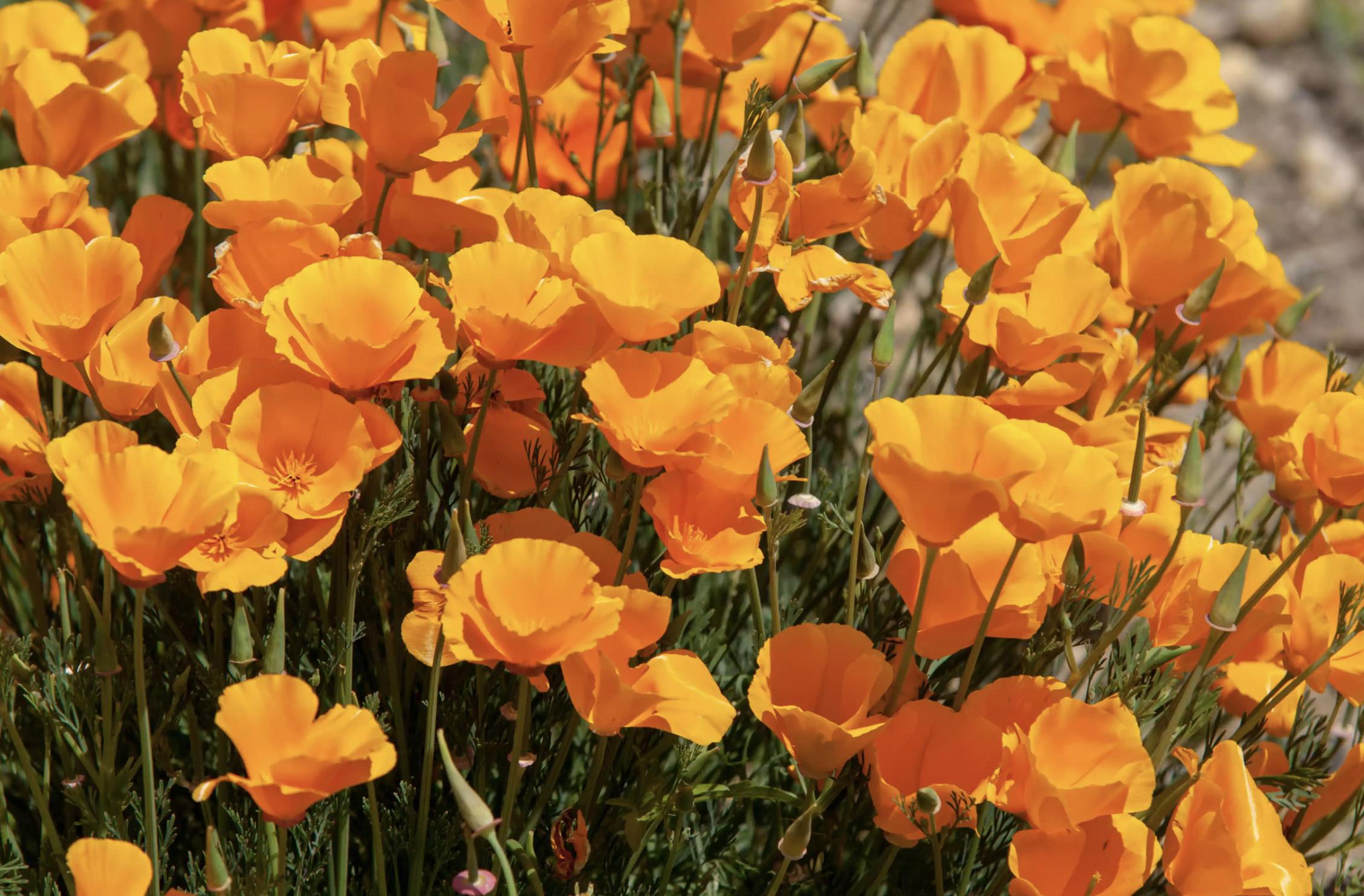 充满活力阳光的花,20种需要阳光的花