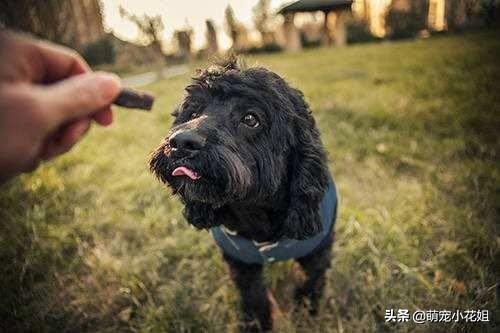 狗狗到底适不适合吃生骨肉,狗狗吃生猪肉有危害吗
