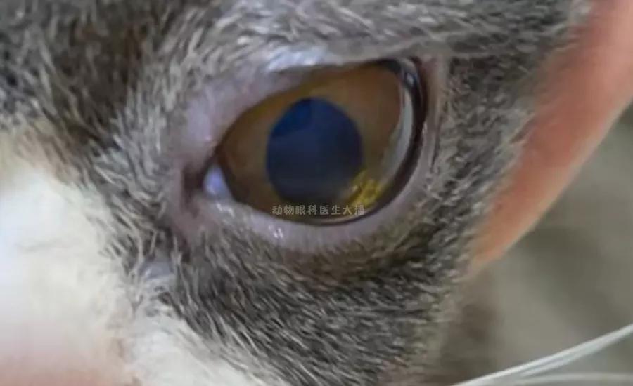 猫角膜溃疡症治疗方法,猫角膜溃疡恢复过程图片