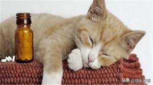 猫咪口渴、呕吐，除了肠胃问题，还有可能是得了蛔虫病