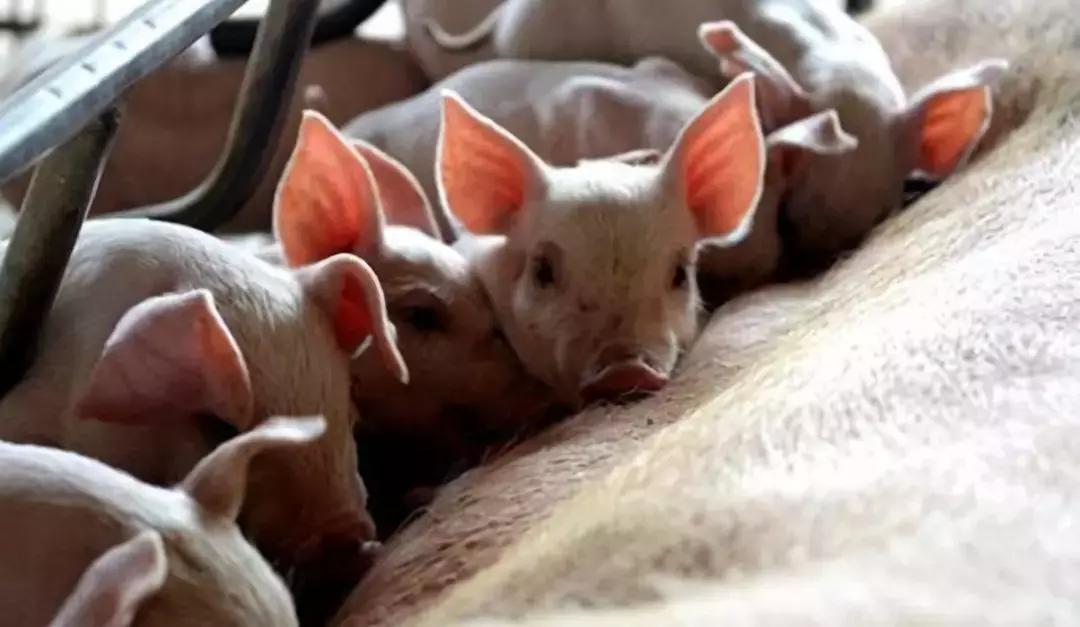 养猪怎么防止猪不生病,养猪场怎么防止猪打架