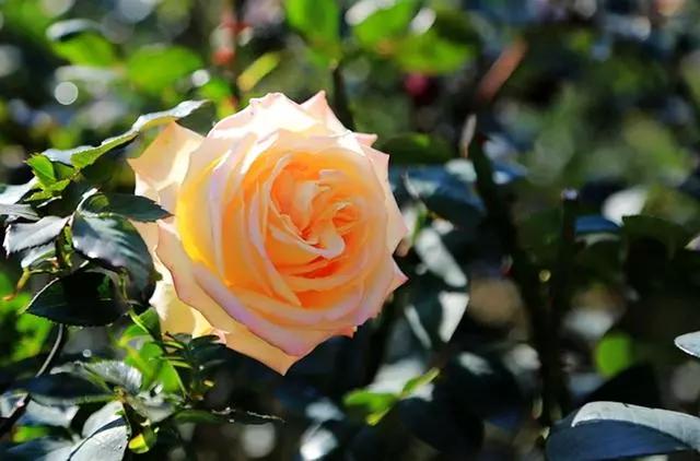 玫瑰什么时候养最好,玫瑰花束要怎么养