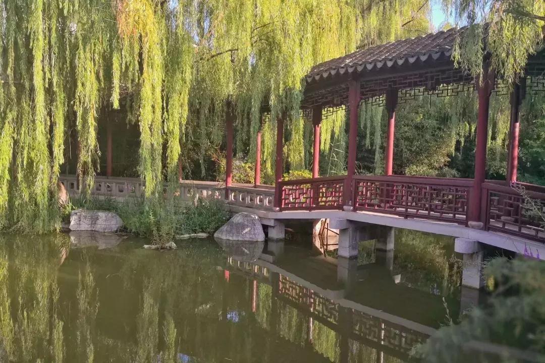 柳树礼赞初二作文,柳树礼赞作文800字