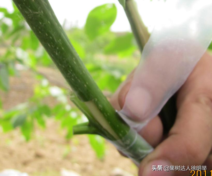 核桃嫁接不活的原因,核桃的夏季嫁接技术和嫁接时间