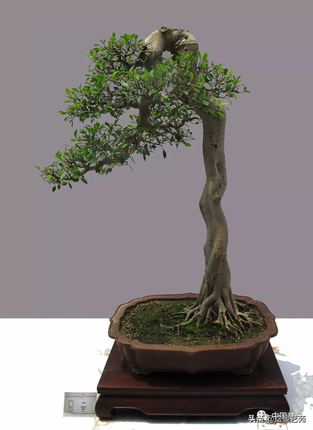 玩盆景必备栽种知识,观赏盆景的意境