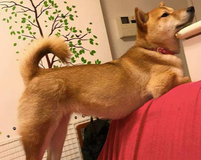 狗狗爱上你的5个表现,狗狗爱情表白暗语