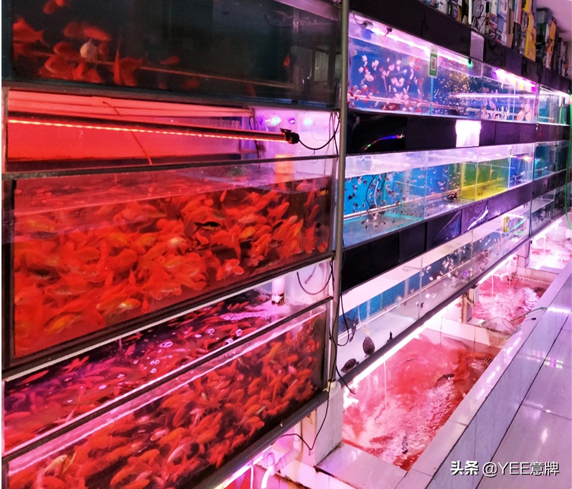 热带鱼硝化盐中毒,观赏鱼硝化细菌放多了有危害么