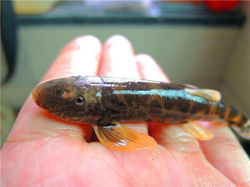 原缨口鳅可以与金鱼一起养吗,缨口鳅原生观赏鱼