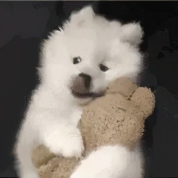 汪星人名字叫什么,汪星人的名字