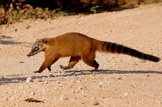 除了大象以外谁的鼻子长,除了大象鼻子长还有谁的鼻子长