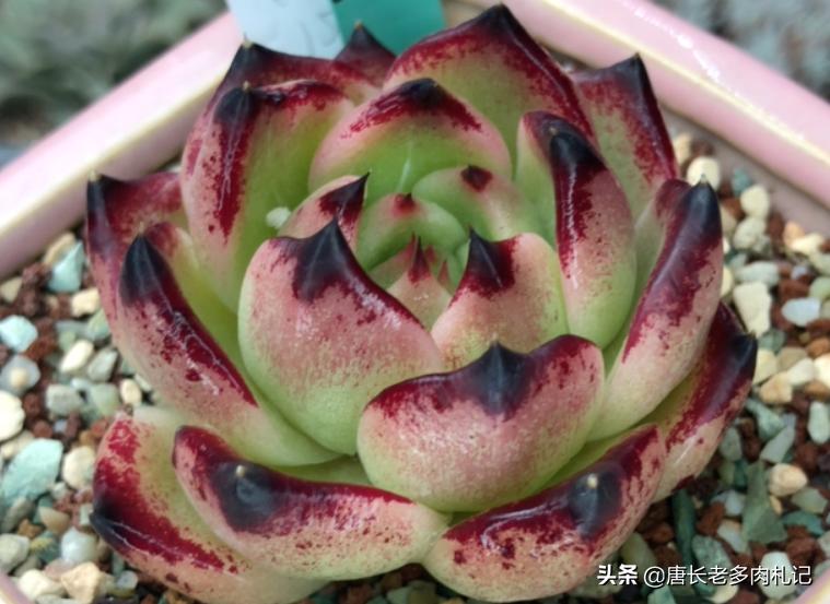 蓝龙多肉的价格是多少,多肉超级蓝龙和蓝龙区别