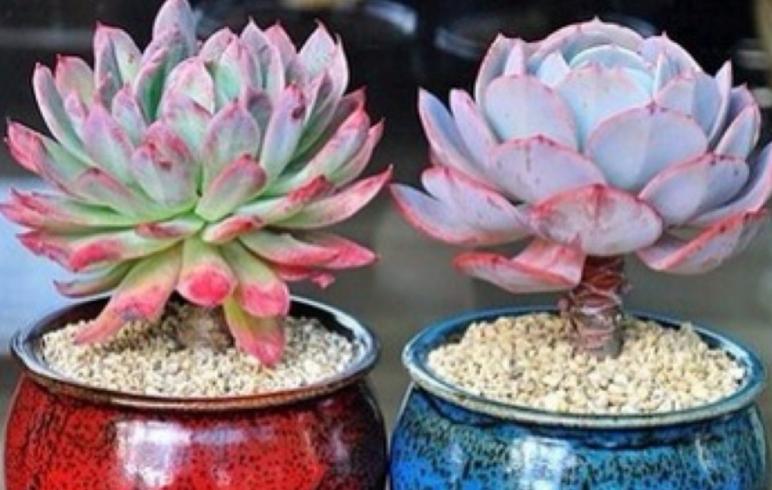 多肉叶片喷水有助上色吗,给多肉上色的最佳方法
