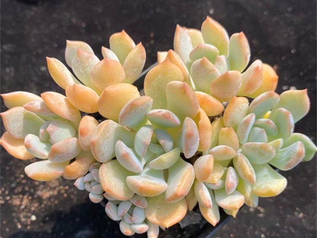 多肉怎么养不长高只长胖,多肉怎么养才能长胖