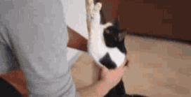 劝养猫的人别养两只猫,劝养猫的朋友都别养两只猫