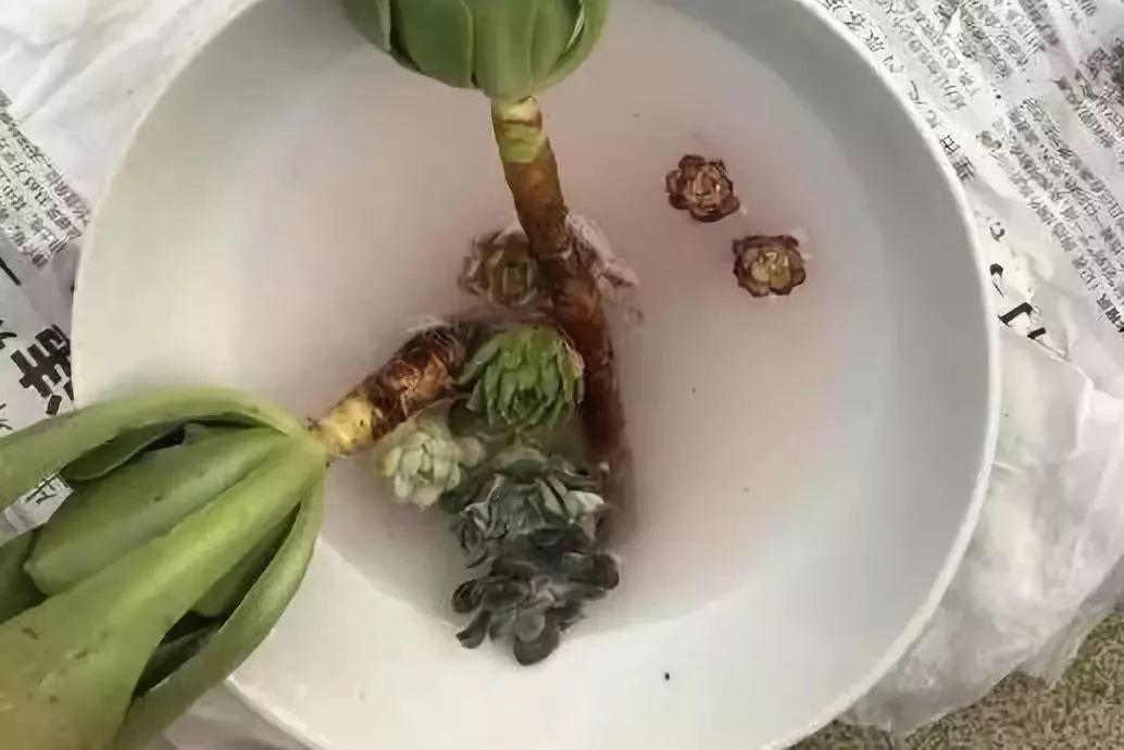 烂根的多肉可以用什么药,烂根的植物要挖出来吹干么