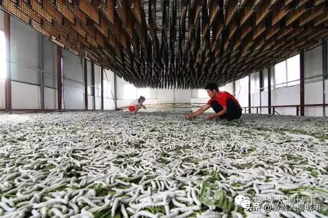 兴商活旅抓三产激发经济新活力——来自柳城县推动巩固拓展脱贫攻坚成果同乡村振兴有效衔接的报道之八