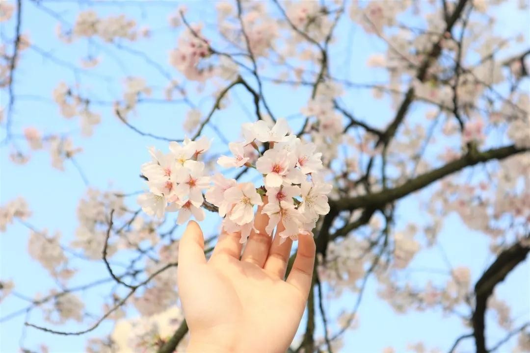 全国食堂最好吃的十所高校,全国最美高校食堂排名