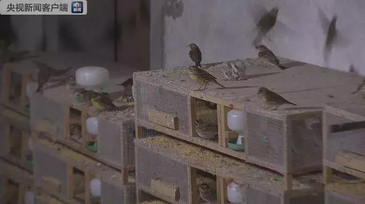 从禾花雀到云雀，又一种鸟快被中国人吃绝种了！