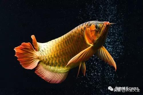 我的龙鱼长得慢怎么回事,龙鱼十天了不开口怎么弄