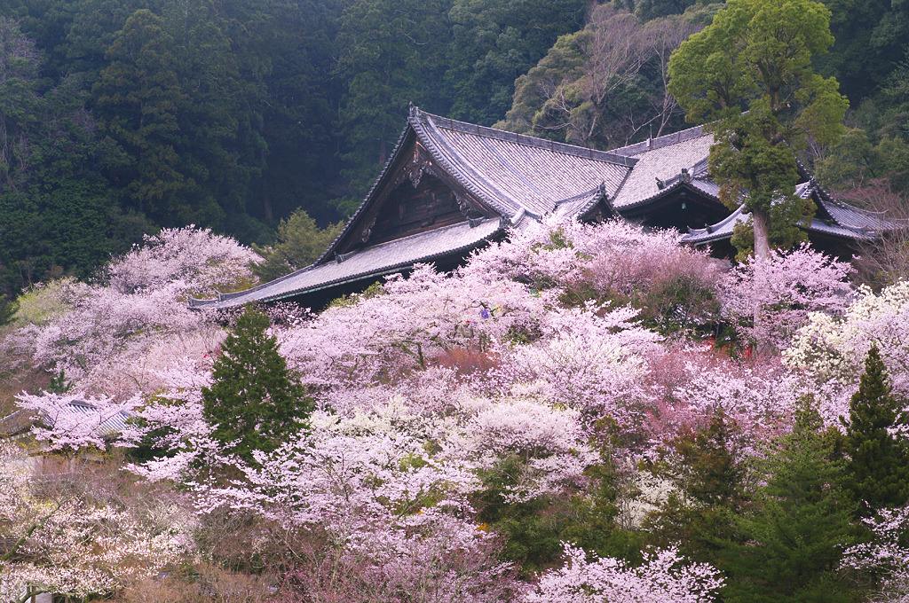 为什么在日本的中国人纷纷回国,在日本有多少华人不愿回国