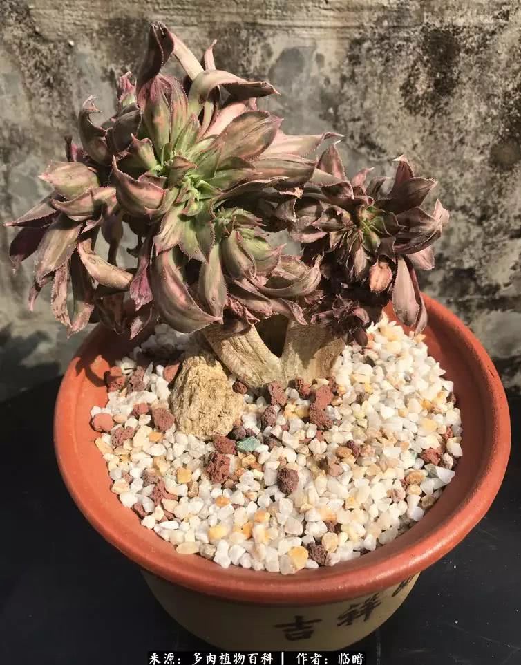 多肉带给我的感情,多肉给人们带什么作用