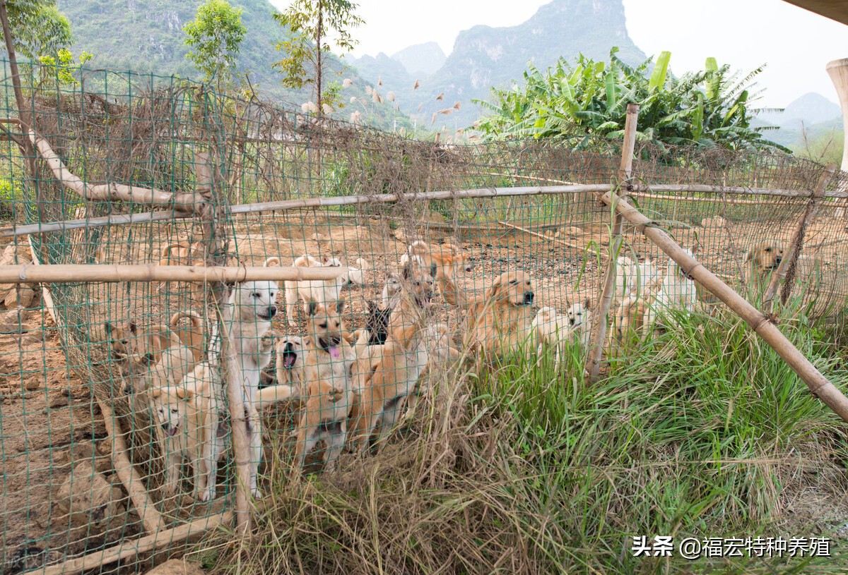 肉狗养殖场肉狗价格是多少,肉狗苗的价格究竟是多少