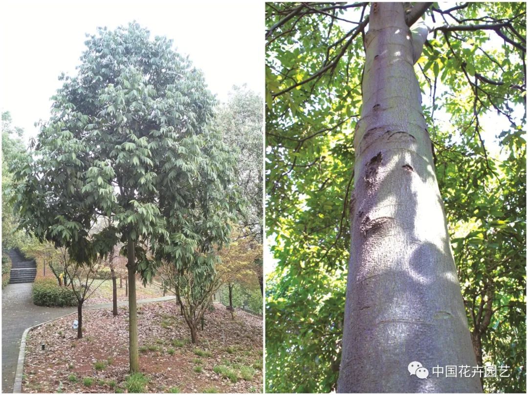 材貌双全家具有限公司,花榈木移栽容易成活吗