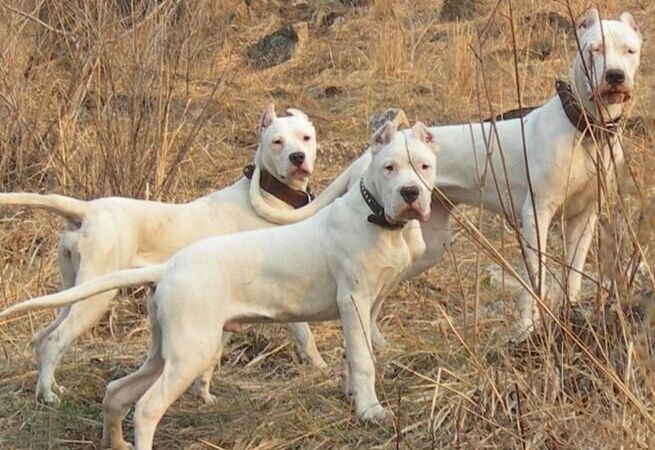 家里养了六只猛犬,家里养两条猛犬看家