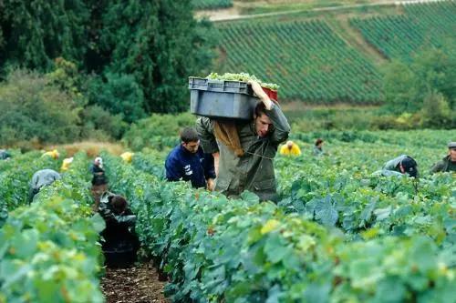 朱卫东朗诵作品,朱卫东的全部视频