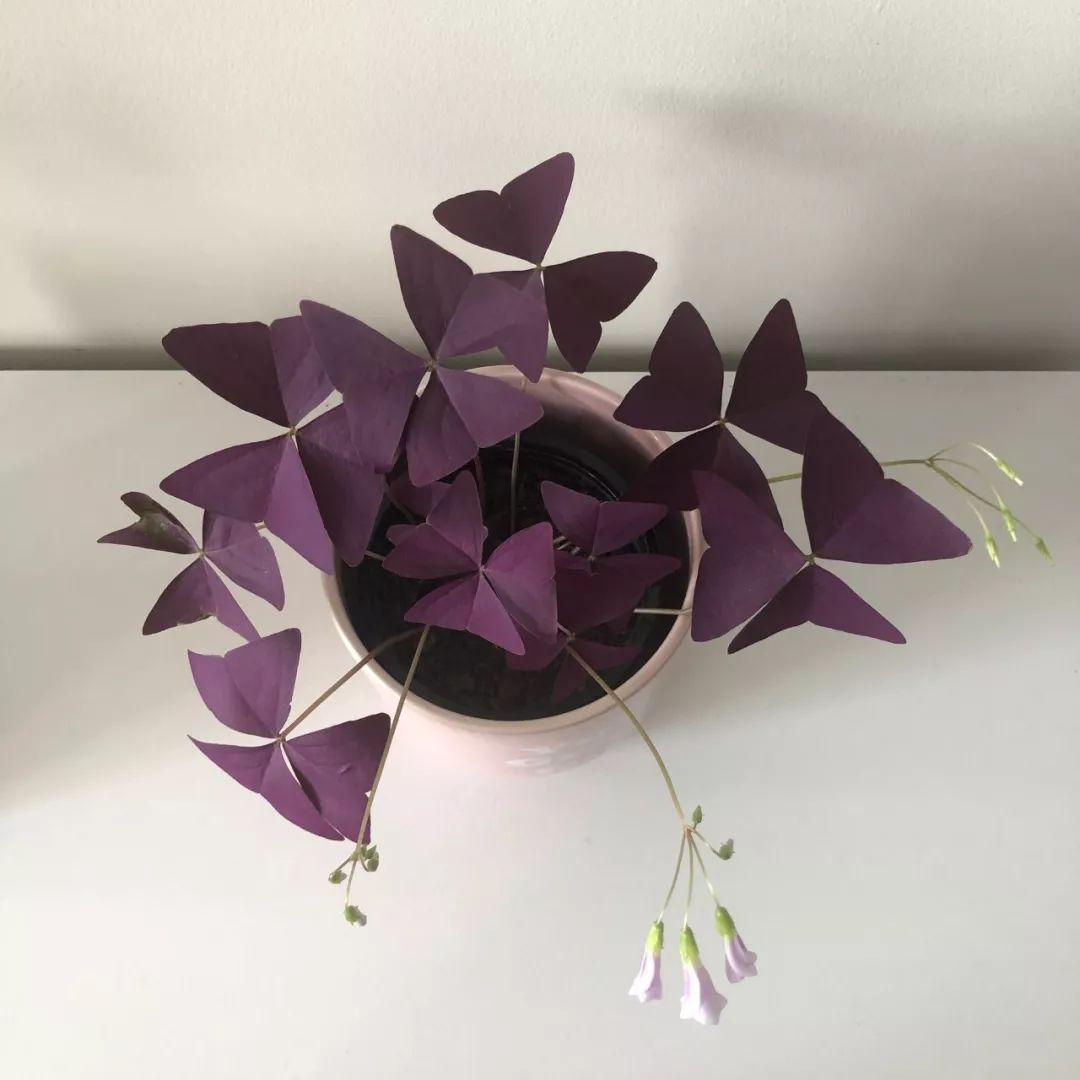 紫色幸运草的盆栽方法什么季节种,紫色幸运草块茎怎么种