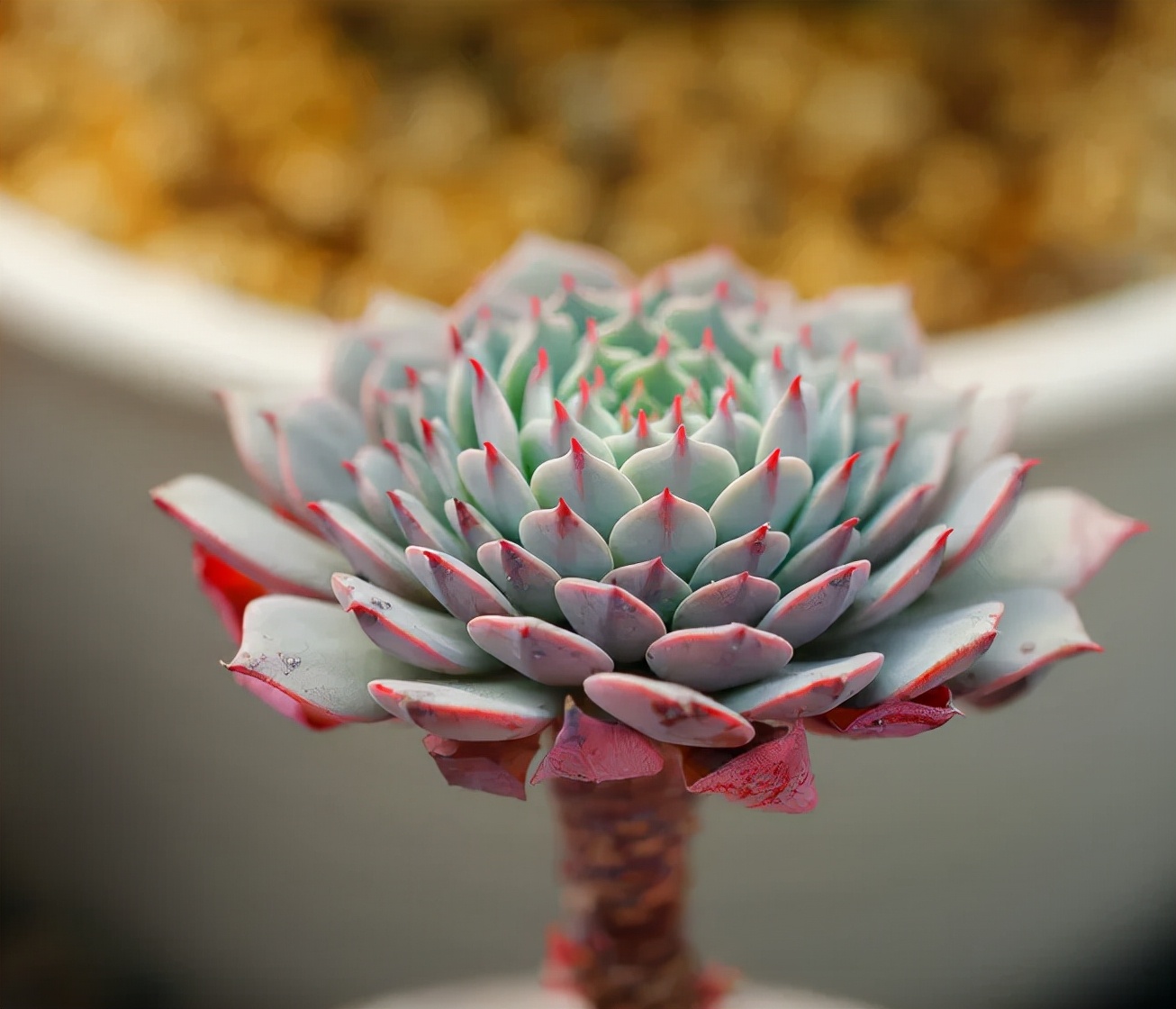 最经典的自嘲诗句,句句戳心的自嘲诗句