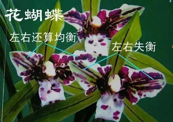 中国兰花的鉴赏标准,中国兰花特征介绍