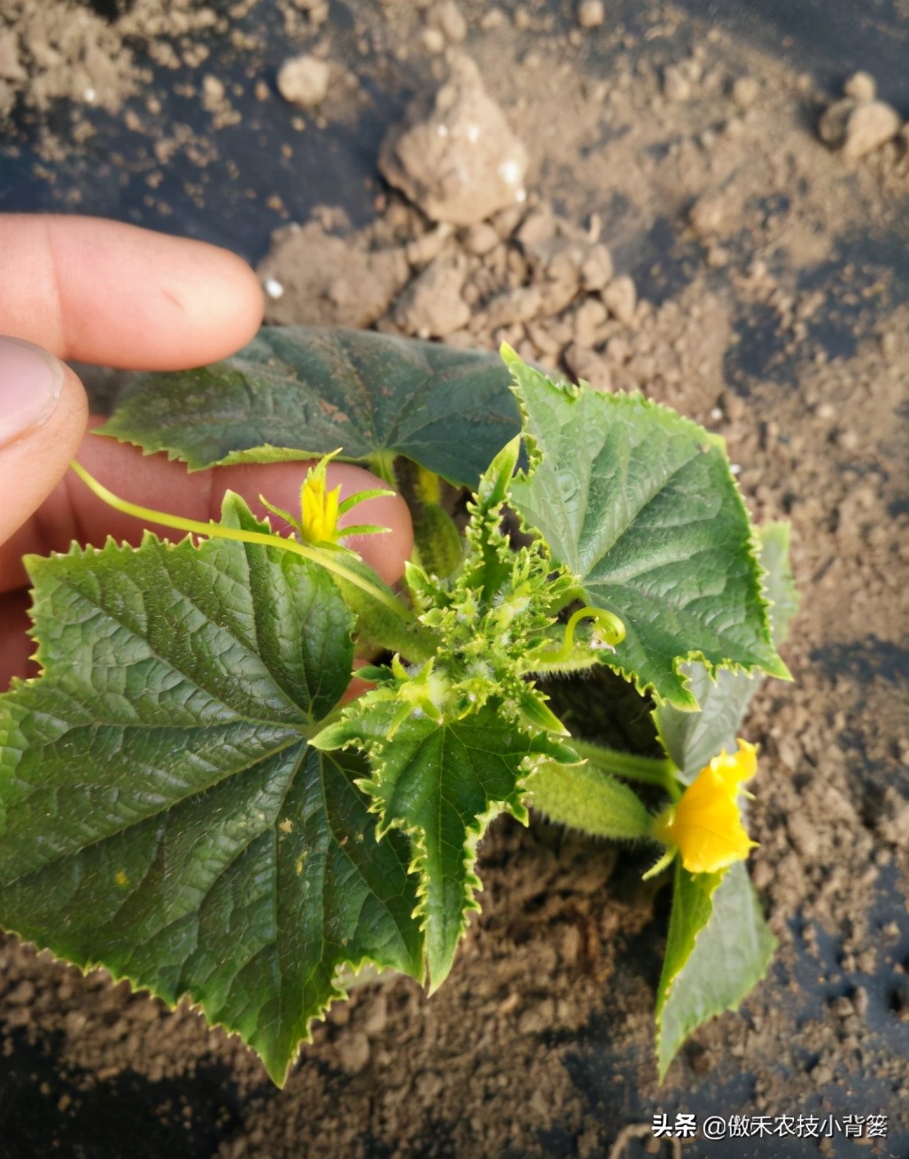 黄瓜还没结就花打顶了怎么办,黄瓜出现花打顶的原因和防治措施