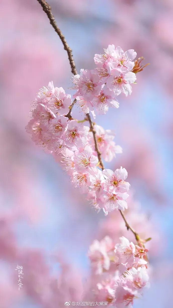 濡備綍鍖哄垎妯辫姳妗冭姳姊ㄨ姳鏉忚姳娴锋,妯辫姳妗冭姳鏉庤姳鏉忚姳濡備綍鍖哄垎