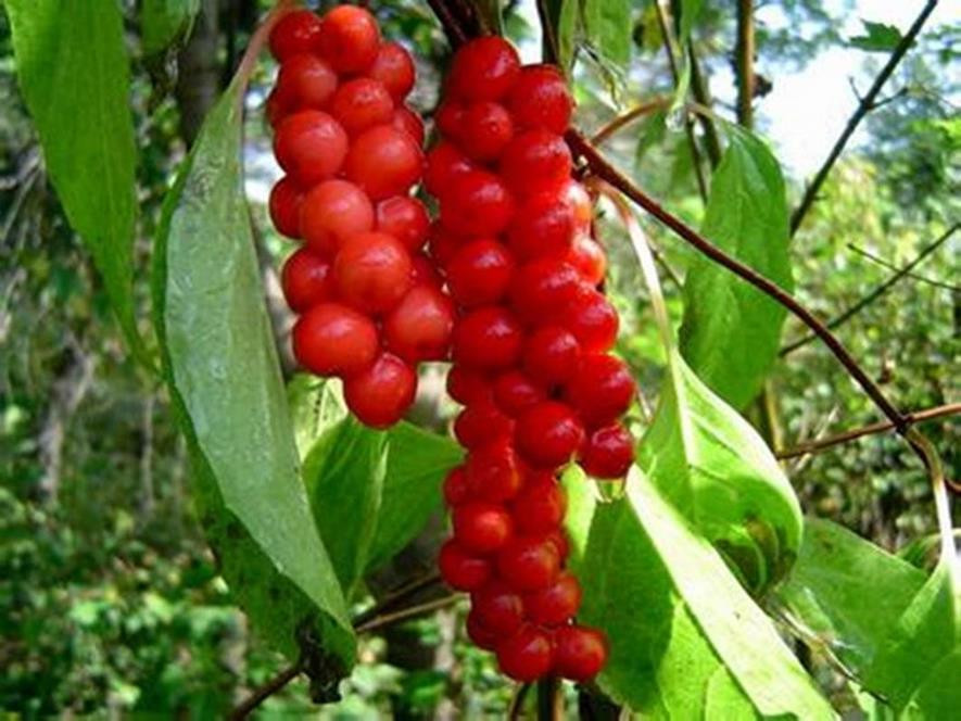 百种味道的果子,四季百种果子图片