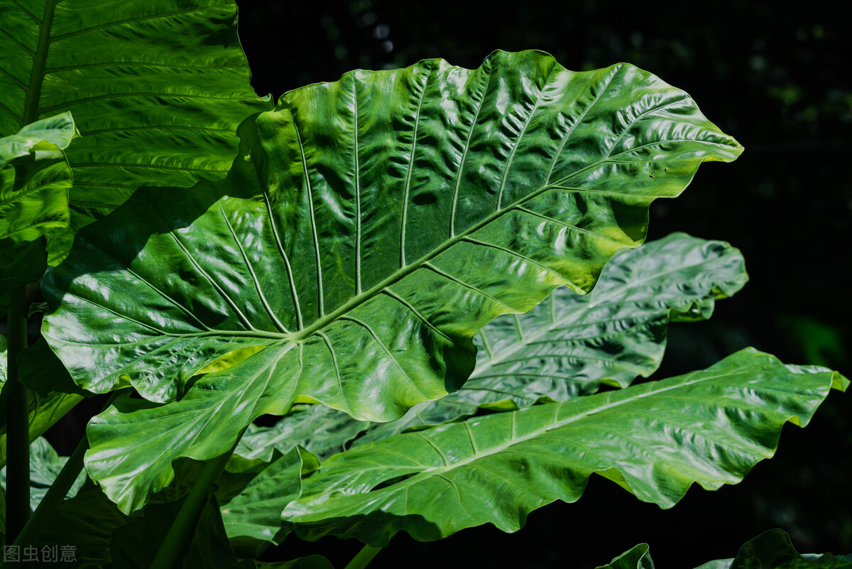 海芋与叶甲,海芋和阿波银叶甲