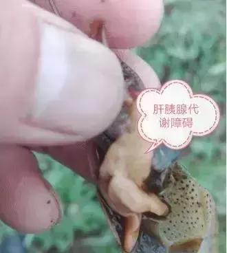 塘里死的龙虾,小龙虾进笼死与偷死的病因区别