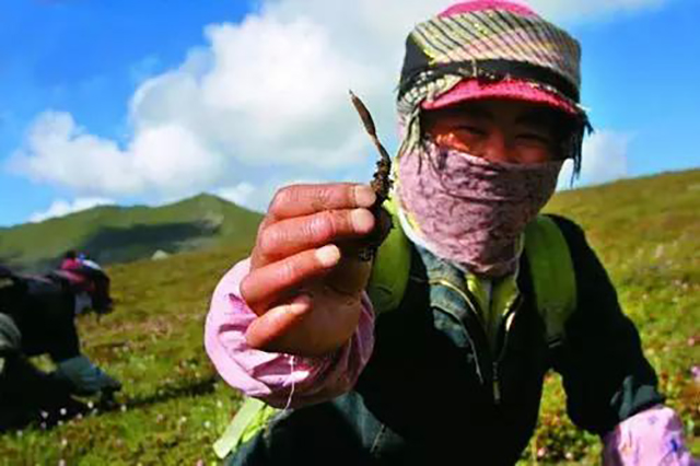 传说中的羊,传说中的动物有哪些是真实存在的