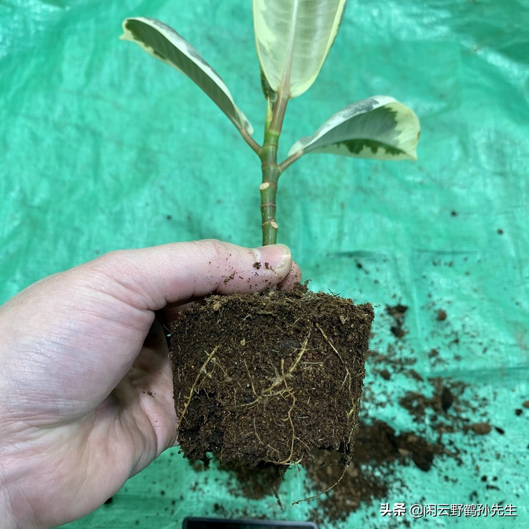 绿植盆栽橡皮树,绿金刚橡皮树花